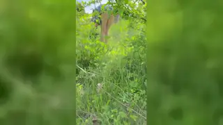 European Teen Bares Perfect Body During Nude Forest Dance