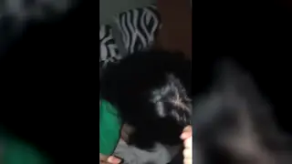 Asian Amateur Delivers Passionate Blowjob During Secret Affair