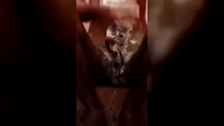 Indian Twinks Swap Blowjobs in Bathroom