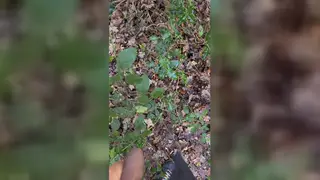 Hairy Bear Cruises the Woods for Outdoor Bareback