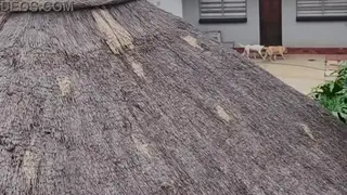 Drone Captures Poolside Orgy with Petite Neighbours