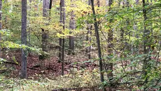 Daddy Strokes His Thick Cock in the Woods