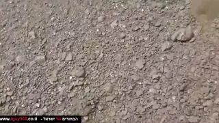 Muscular Hunk Services Big Cock During Beach Encounter