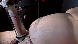 Mature Bear Tests Milking Machine on Webcam