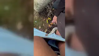 Mature Bear Caught Cruising Takes a Raw Facial Outdoors