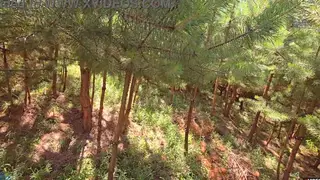 Petite Milf Takes Stranger's Load Outdoors in Cuckold POV