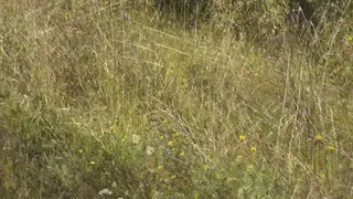 Busty Blonde Sunbathes on a Beach Before a POV Cumshot