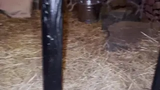 Petite Teen Submits to Lesbian Femdom